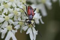 Stenurella bifasciata