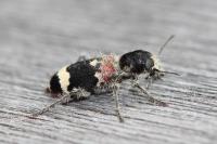 Clerus mutillarius