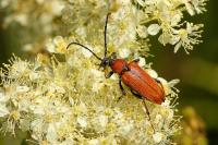 Stictoleptura rubra