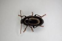 Nalassus laevioctostriatus