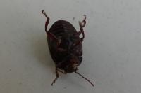 Chrysolina bankii