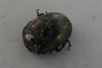Chrysolina bankii