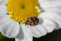 Anthrenus verbasci