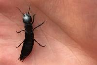 Ocypus olens