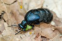 Meloe violaceus