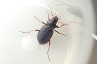 Nebria brevicollis