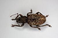 Brachyderes incanus