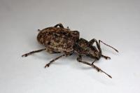 Brachyderes incanus