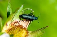 Psilothrix viridicoerulea
