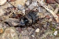 Onthophagus