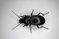 Abax parallelepipedus