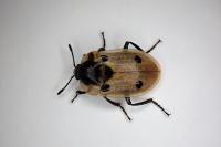 Dendroxena quadrimaculata