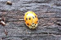 Adalia decempunctata