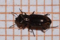 Notiophilus quadripunctatus