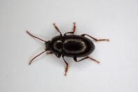 Nalassus laevioctostriatus