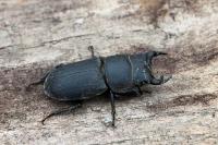 Dorcus parallelipipedus