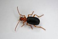 Brachinus psophia