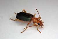 Brachinus psophia
