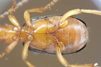 Brachinus psophia