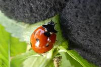 Coccinella septempunctata