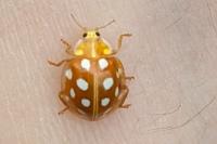 Halyzia sedecimguttata