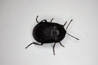 Phosphuga atrata