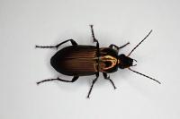 Poecilus cupreus