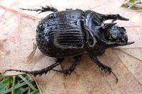 Typhaeus typhoeus