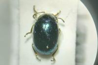 Phaedon cochleariae