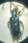 Plateumaris sericea