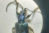 Plateumaris sericea