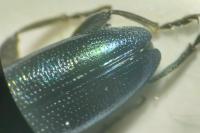Plateumaris sericea