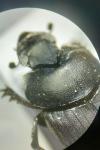 Onthophagus verticicornis