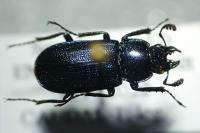 Platycerus caraboides