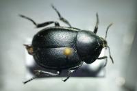 Ablattaria laevigata