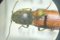 Athous vittatus