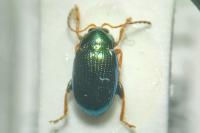 Crepidodera aurea