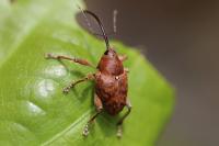 Curculio glandium
