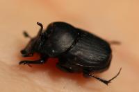 Onthophagus verticicornis