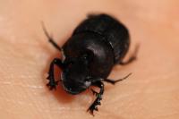 Onthophagus verticicornis