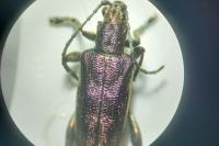 Donacia bicolora