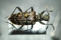 Rhagium inquisitor