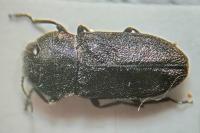 Anthaxia sepulchralis