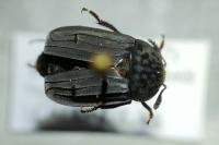 Thanatophilus sinuatus