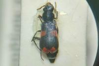 Anthocomus fasciatus