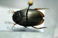 Agabus bipustulatus