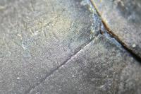 Agabus bipustulatus