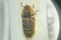Endophloeus markovichianus