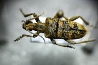 Rhagium sycophanta