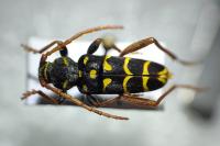 Plagionotus arcuatus
